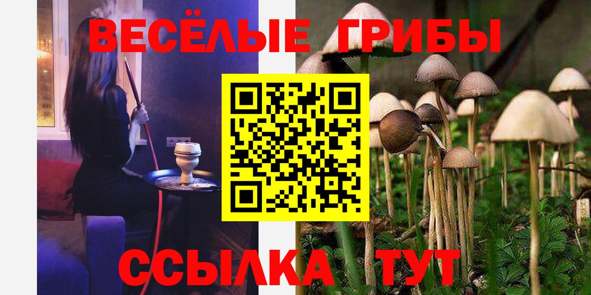Псилоцибиновые грибы Cubensis Избербаш